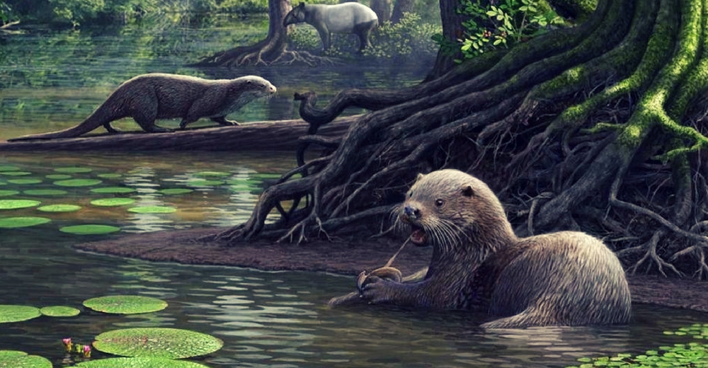 Identifican el fósil de una nutria prehistórica con el tamaño de un lobo