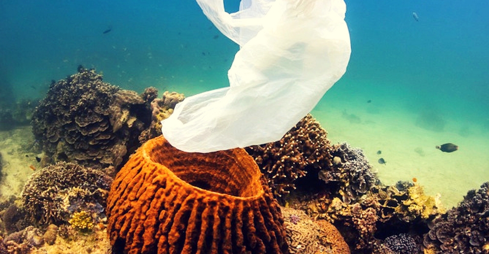 La contaminación por plásticos alcanza los fondos abisales del océano Pacífico