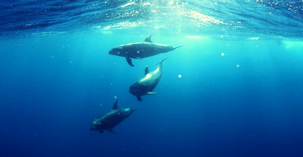 Declaran Área Marina Protegida al Corredor de cetáceos del Mediterráneo