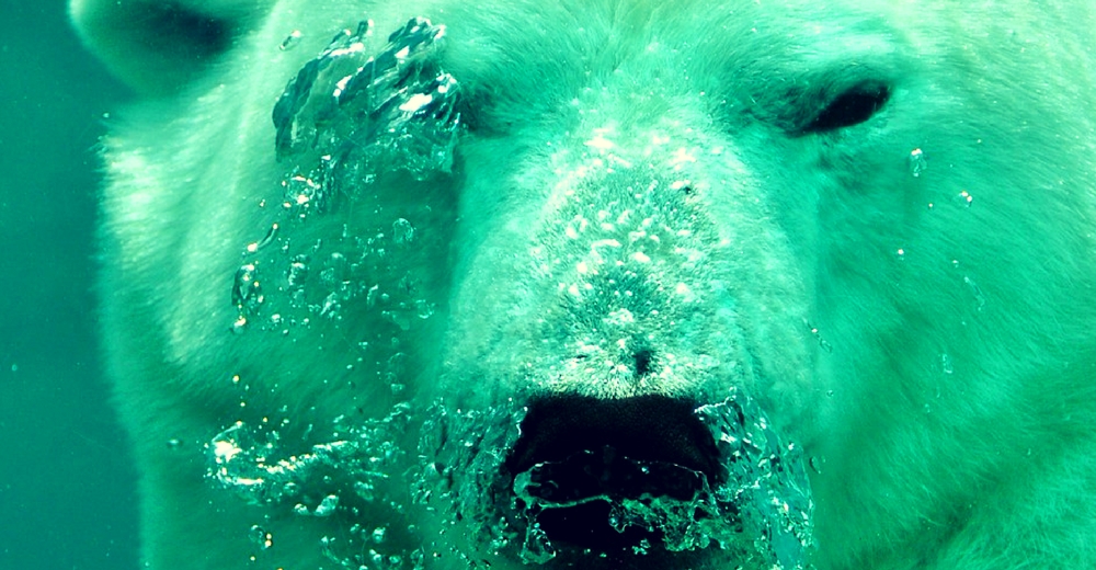 Unos 600 osos polares sobreviven en zonas terrestres por falta de hielo