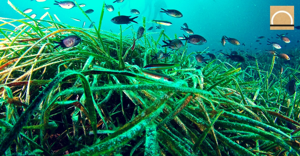 Posidonia, la planta marina que contribuye a la calidad del mar