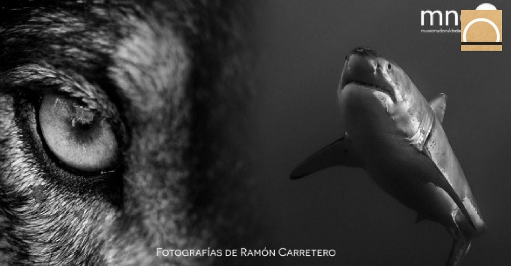 El Museo Nacional de Ciencias Naturales acoge la muestra fotográfica “Lobos y tiburones”