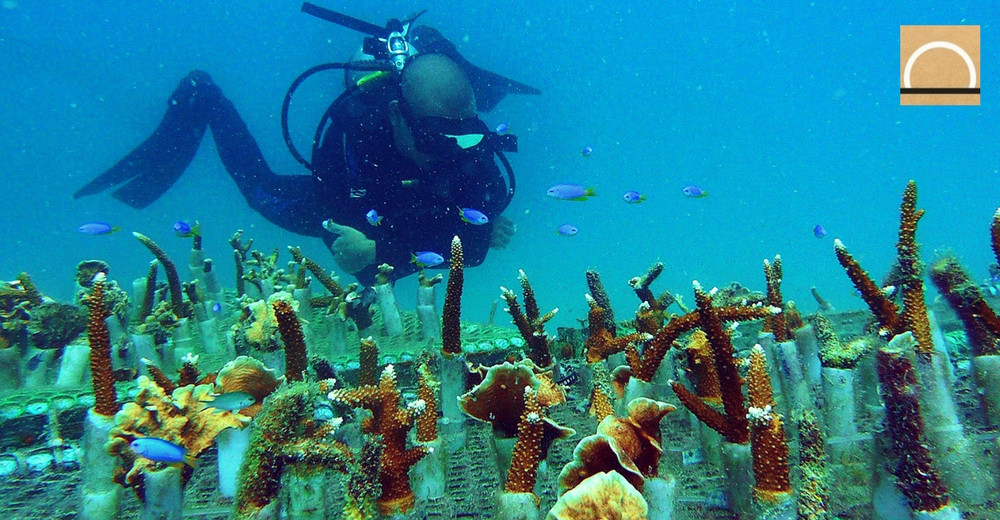 El ingeniero español que lucha por salvar los arrecifes de coral en Tailandia
