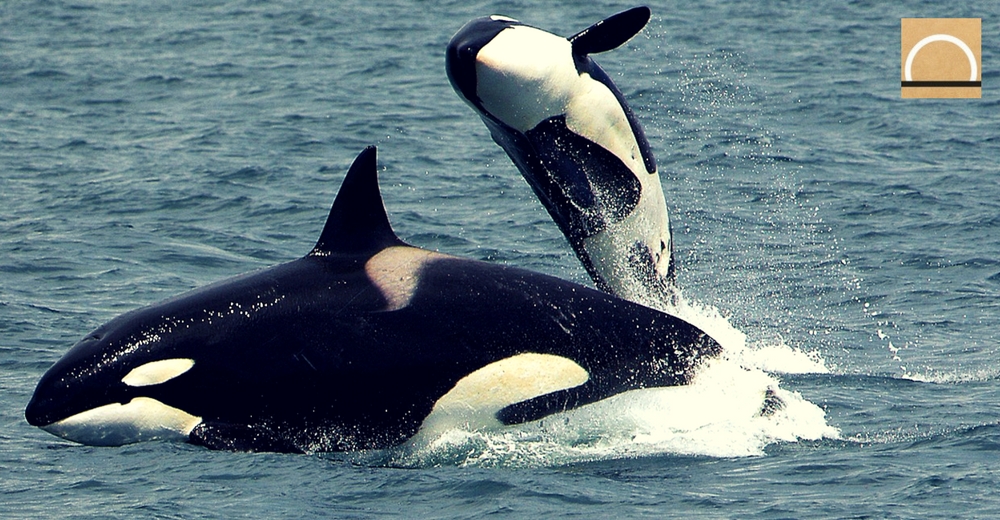 Las sorprendentes imágenes de un grupo de orcas organizándose para la caza
