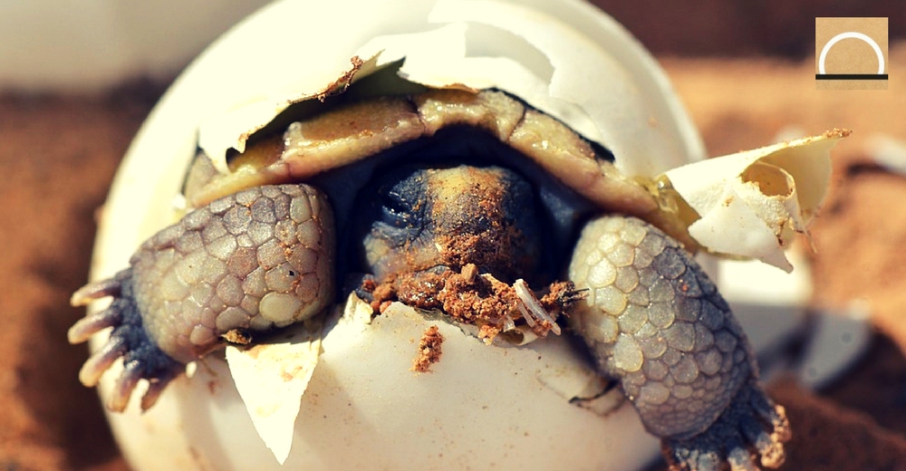 Vuelven a nacer tortugas en el archipiélago de Galápagos