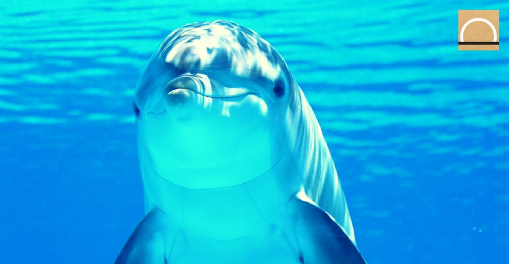 Los delfines se reconocen a sí mismos incluso antes que los niños