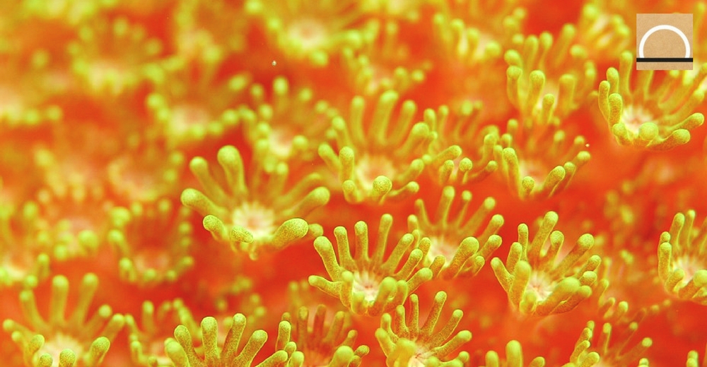 Los corales contraen enfermedades por los plásticos