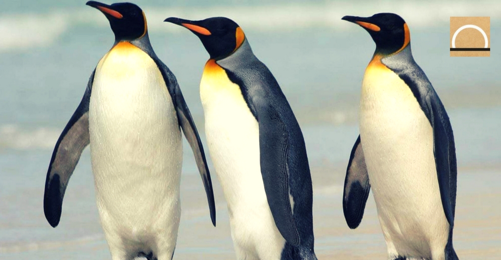 Los pingüinos rey en riesgo por el Cambio Climático