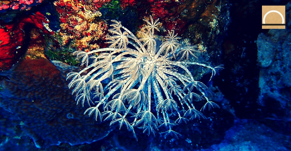 Los corales de aguas frías afectados por el cambio climático
