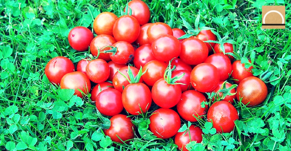 Tomates cherry de calidad reduciendo más del 50% del agua de riego