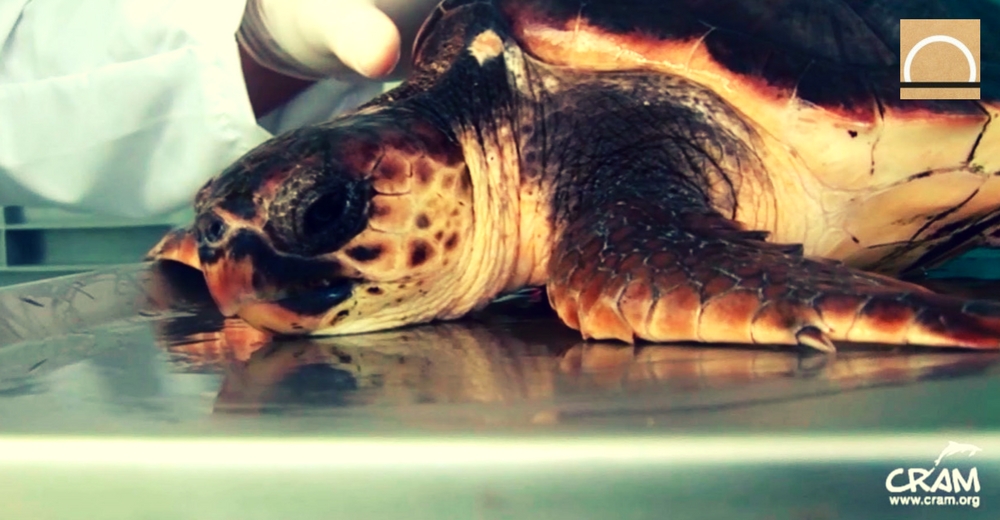 Catorce tortugas han sido liberadas de redes de pesca en Tarragona