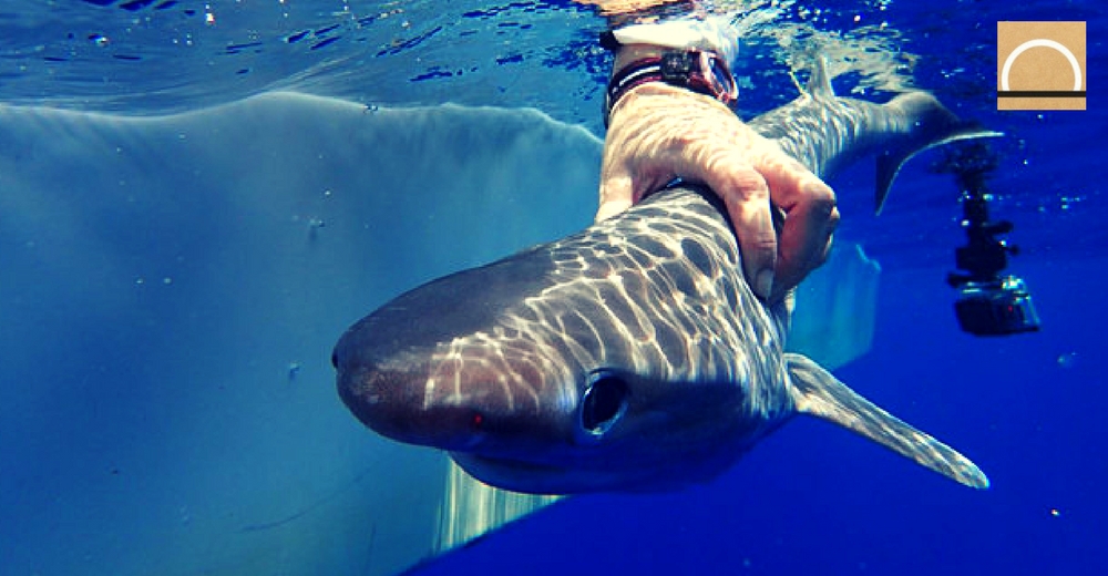 Descubren una nueva especie de tiburón en el océano Atlántico