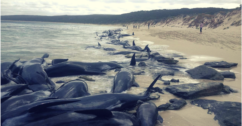 Mueren 150 ballenas piloto varadas en una playa de Australia