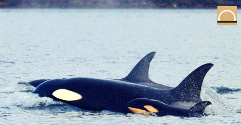 Filman por primera vez un infanticidio entre ballenas orcas