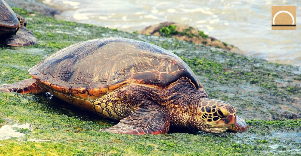 Los machos de tortuga boba también vuelven a donde nacieron
