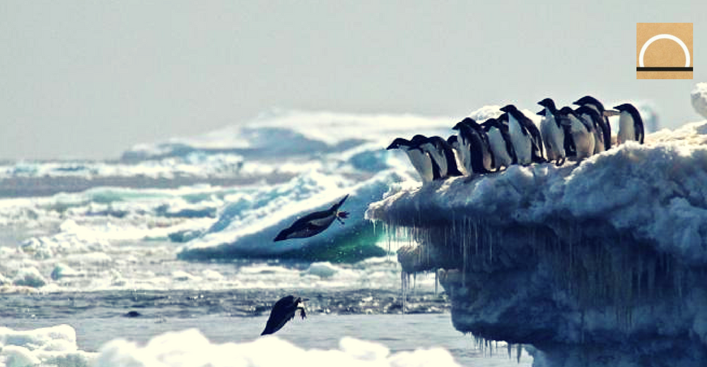 Encuentran una supercolonia de 1,5 millones de pingüinos en la Antártida