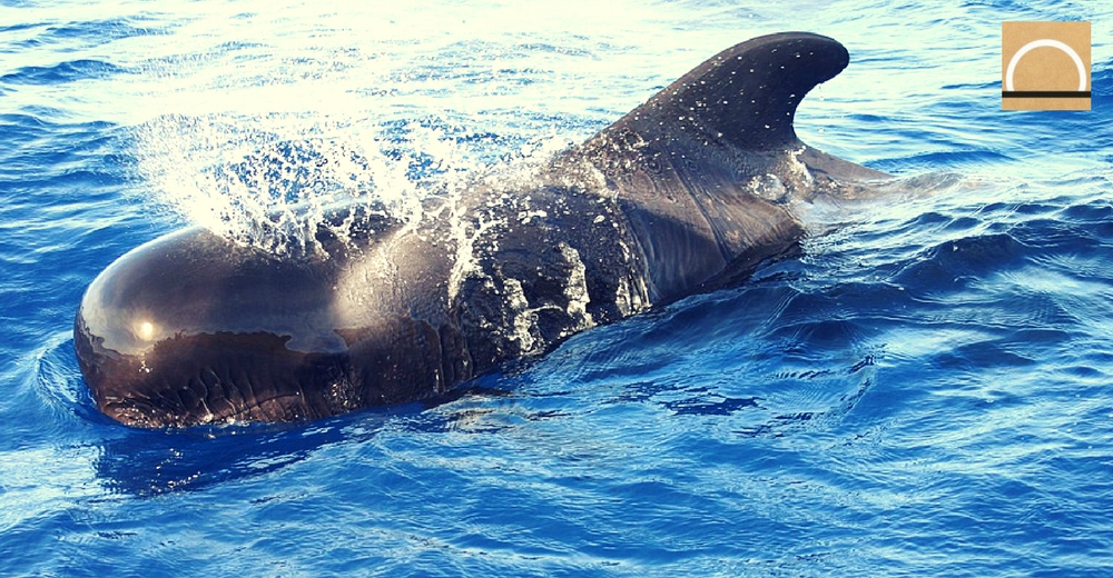 Muere un grupo de ballenas pigmeas debido a la ingestión de plásticos