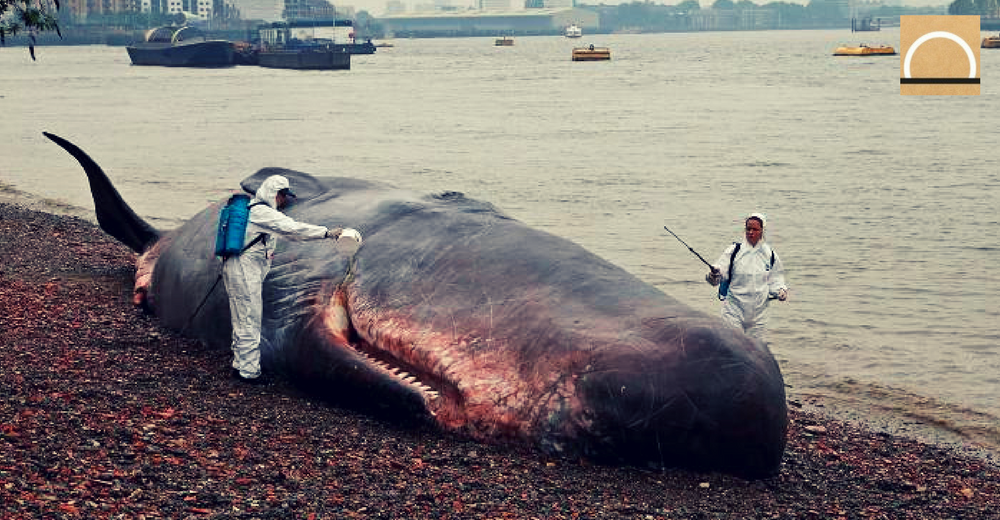Nuevas medidas para proteger la ballena negra en el Atlántico Norte
