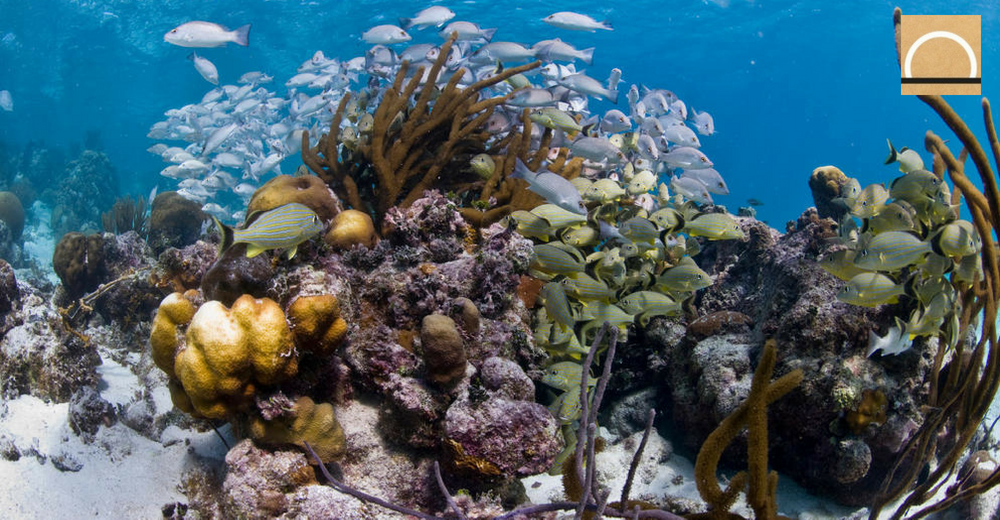 Eliminaron a la barrera de coral de Belice de la lista de sitios en peligro de la UNESCO