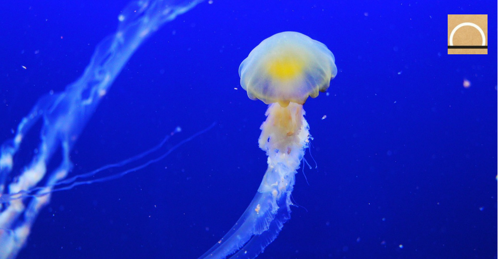 Descubren que el agua de mar es rica en esperma de medusas