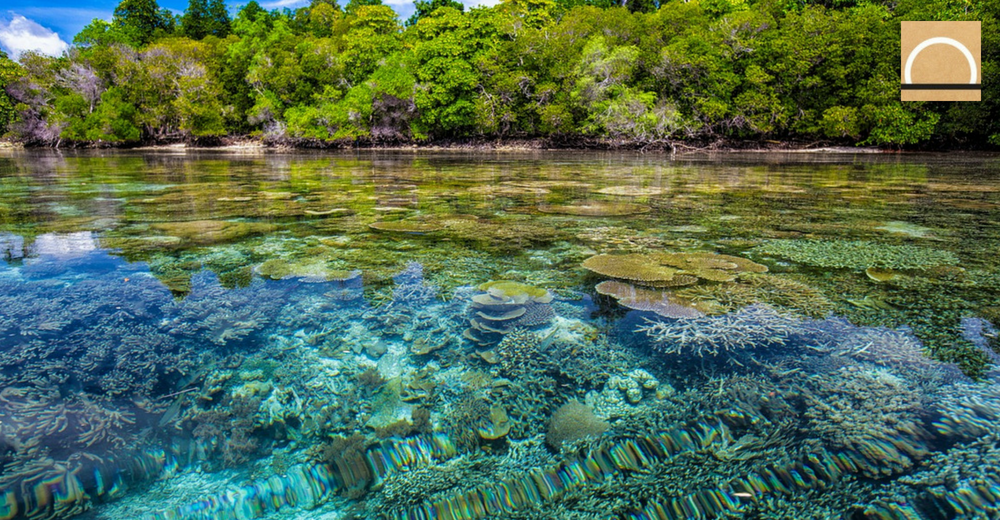 La sobrepoblación de especies invasoras también afecta a los arrecifes de coral