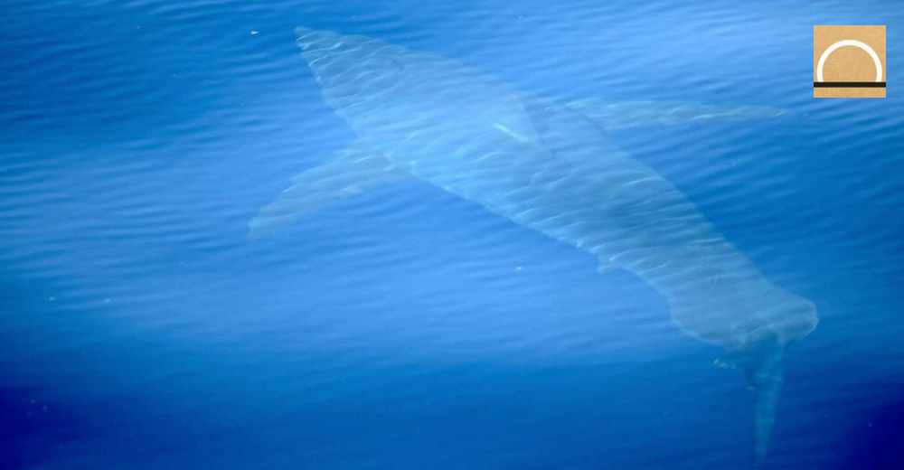 Polémica por el supuesto tiburón blanco avistado en las Baleares