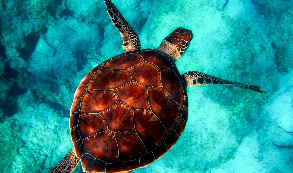 Las tortugas marinas aumentan sus posibilidades de morir al ingerir plástico