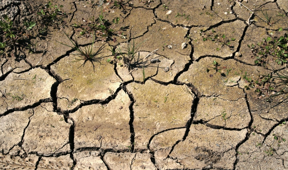 La sequía y el aumento de la temperatura afectará a los cultivos europeos