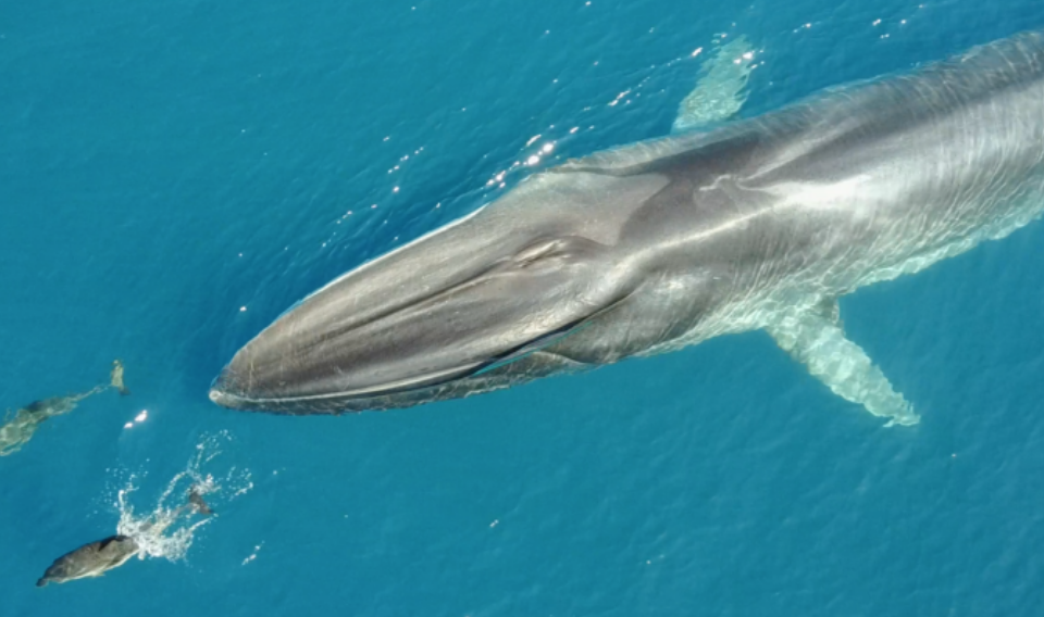 El aumento de ballenas ayuda a combatir el calentamiento global
