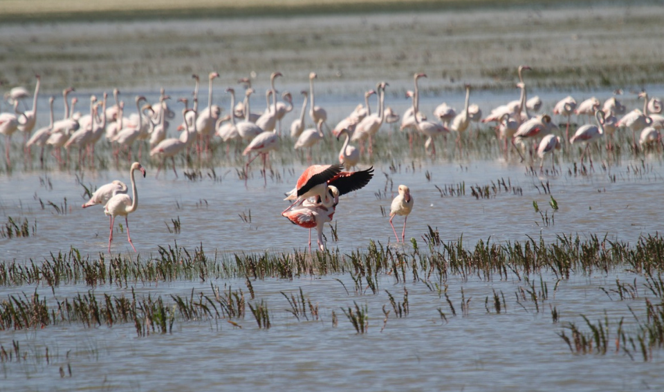 Denuncian el incumplimiento de las recomendaciones de la UNESCO para conservar Doñana
