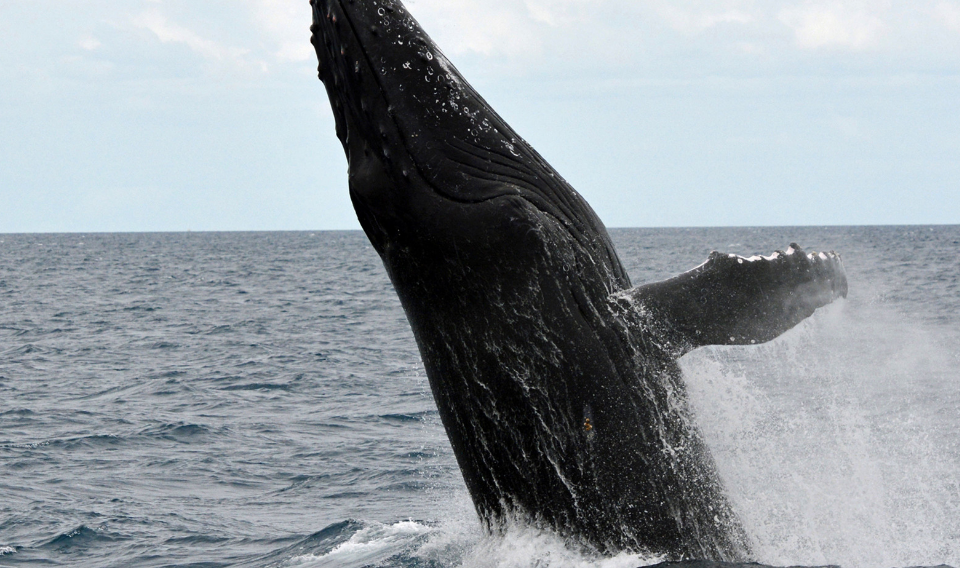 Japón volverá a cazar ballenas con fines comerciales