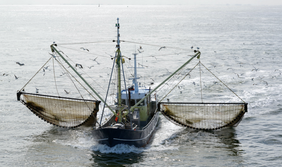 Europa intensifica las medidas contra la pesca eléctrica