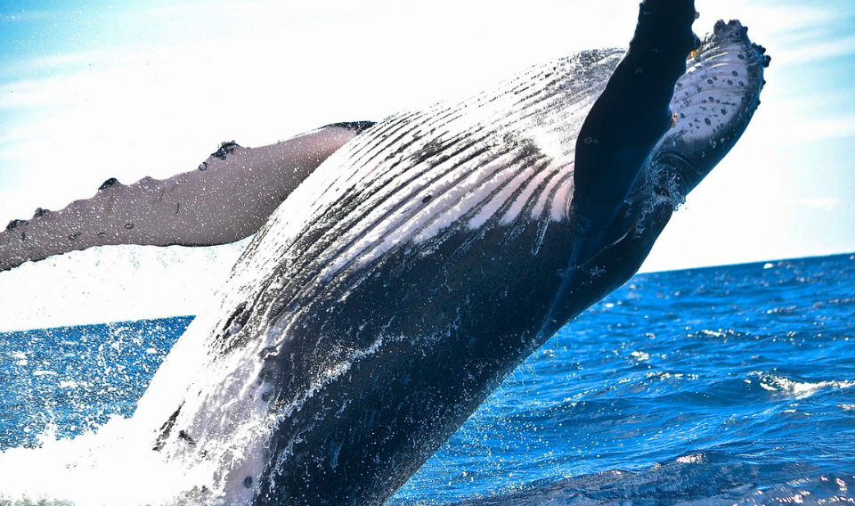 Japón vuelve a capturar ballenas con fines comerciales