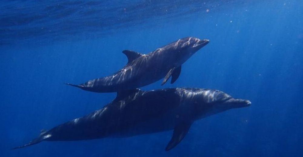 Los delfines del Canal de la Mancha tienen la piel contaminada