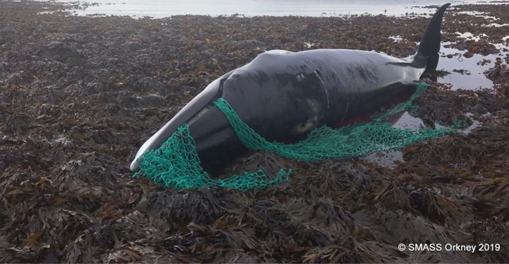 Una ballena embaraza muere enredada en una red de pesca abandonada