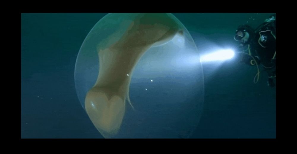 Una bola transparente hallada en aguas noruegas sorprende a los científicos