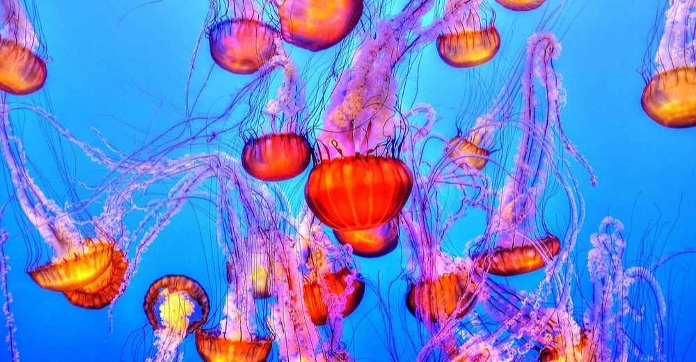 Las medusas podrían ser una fuente de energía renovable biosolar