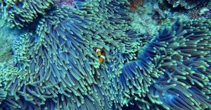 Corales impresos en 3D para frenar el cambio climático