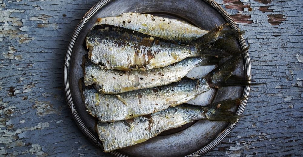 En el Mediterráneo el 58% de las sardinas tienen microplásticos