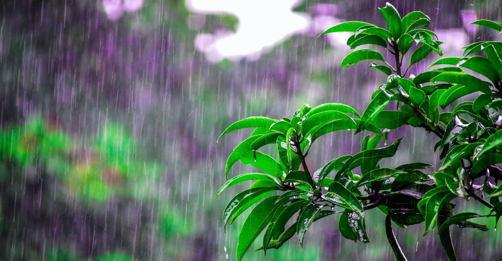 Inteligencia artificial para mejorar la previsión de lluvia